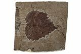 Fossil Sycamore Leaf (Platanus) - Nebraska #262304-1